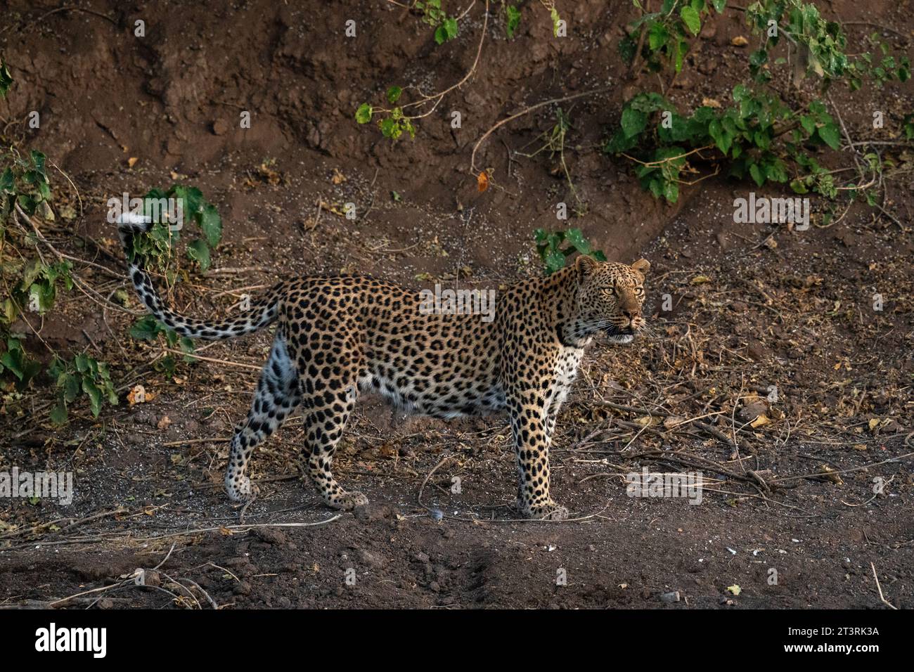 Leopardo (Panthera pardus), riserva di caccia Mashatu, Botswana. Foto Stock