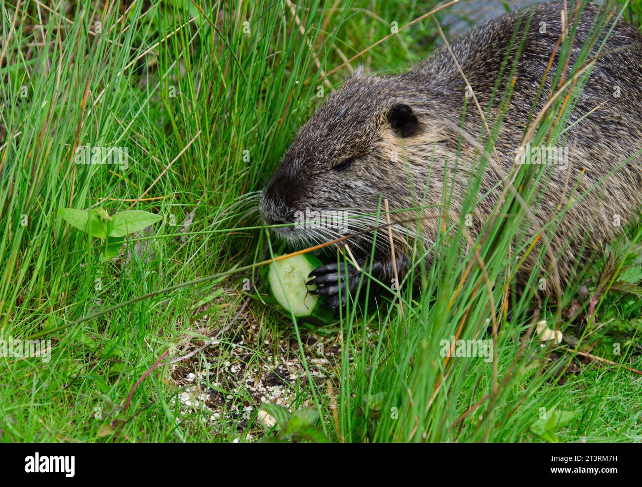 annaffiare il topo mangiando un cetriolo mentre si è seduti nell'erba. Primo piano di museruola e zampe con artigli di nutria. l'animale tiene un cetriolo con i suoi arti anteriori. Foto Stock