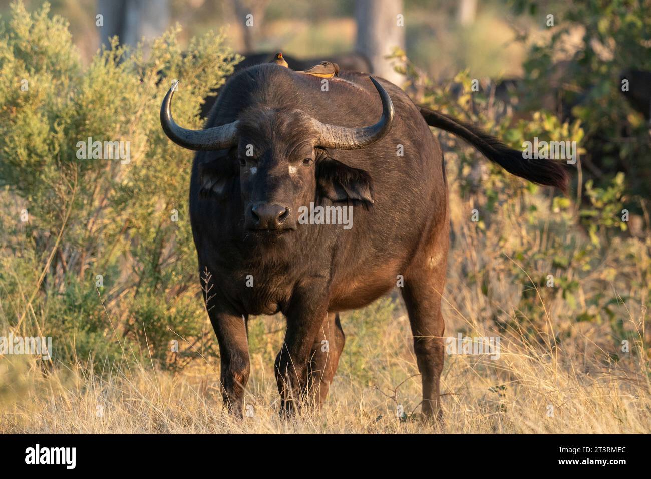 Bufalo africano (Syncerus caffer), Delta dell'Okavango, Botswana. Foto Stock