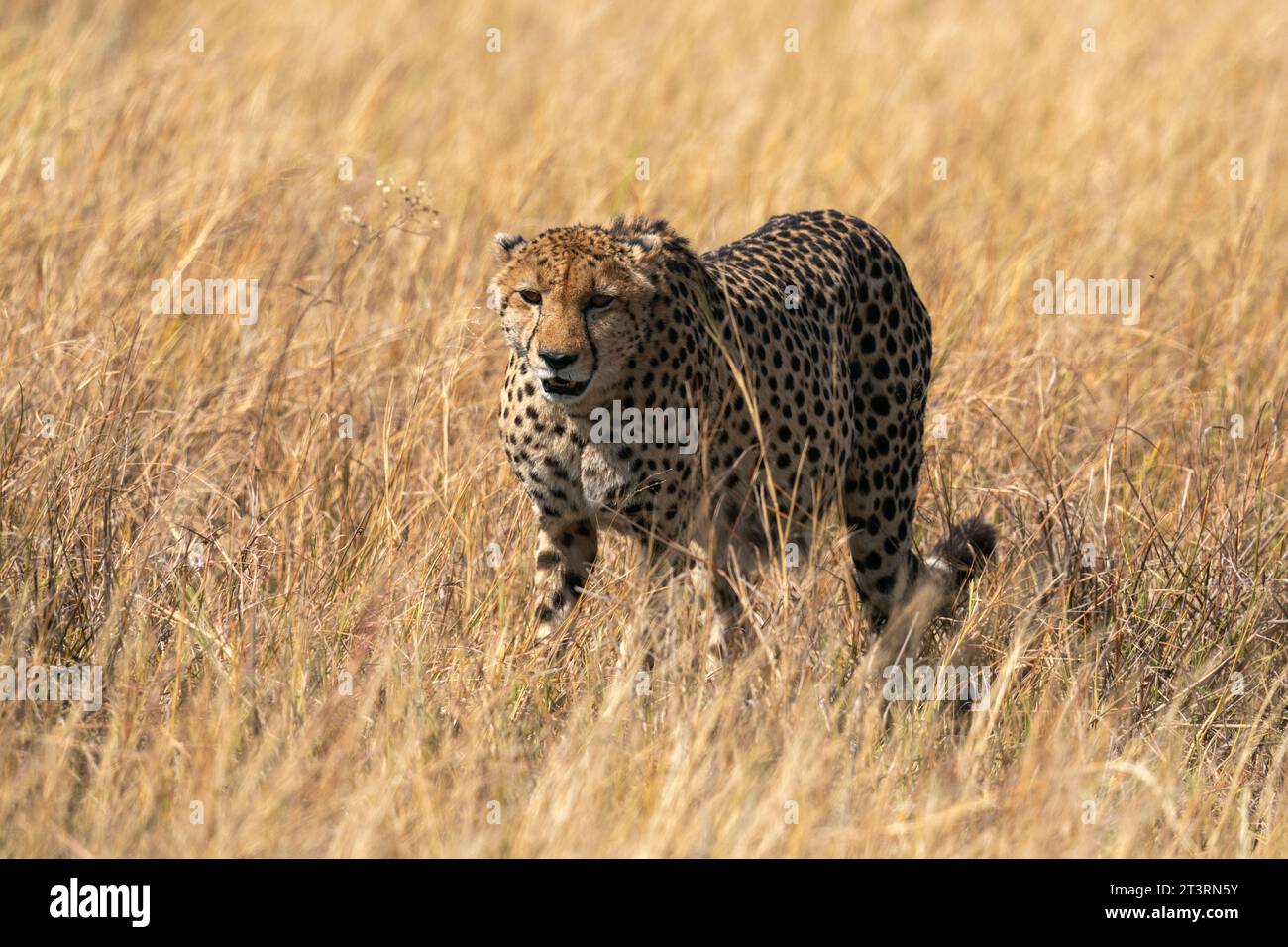Cheetah (Acinonyx jubatus) camminando nella savana, nel Delta dell'Okavango, in Botswana. Foto Stock