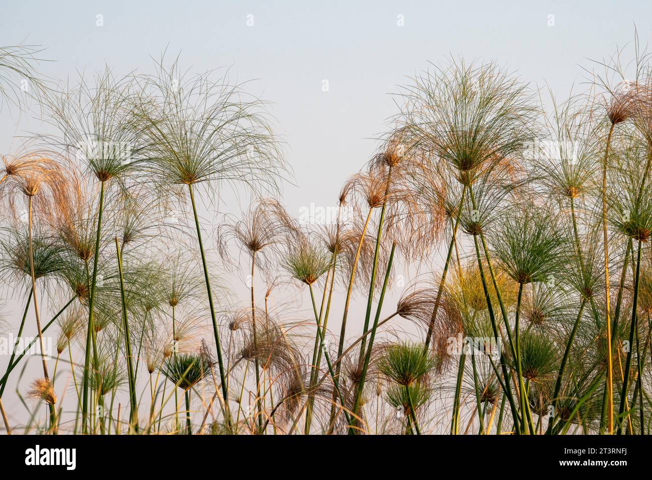 Papyrus (Papyrus sp), Delta dell'Okavango, Botswana. Foto Stock