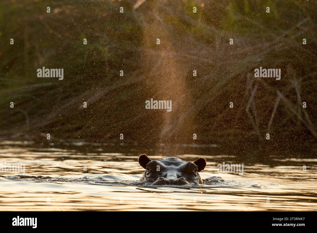 Hippopotamus (Hippopotamus amphibius), Delta dell'Okavango, Botswana. Foto Stock