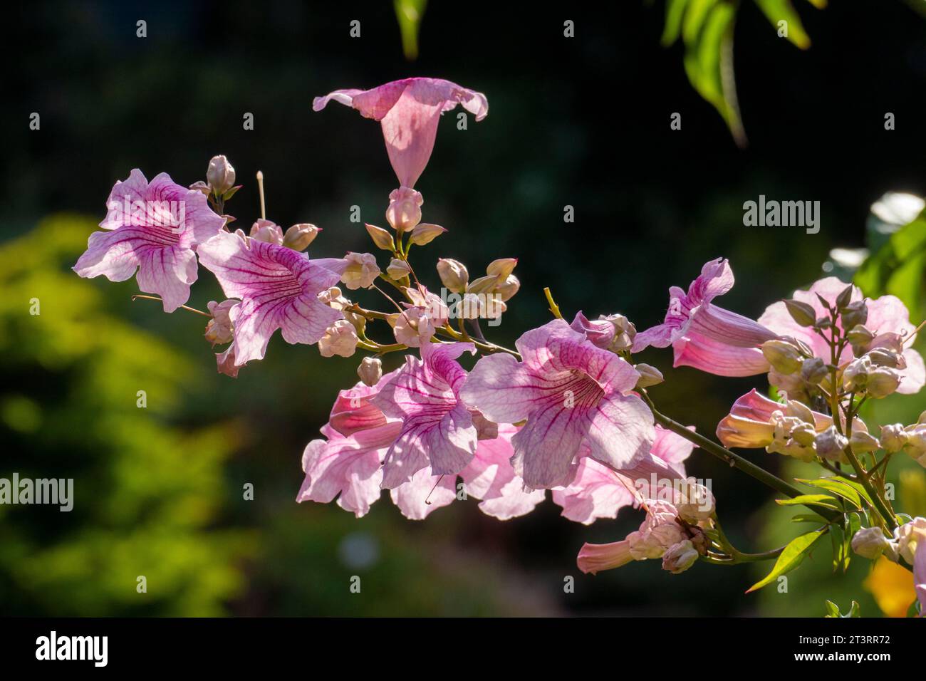 Trompetenwein Blüten, Podranea ricasoliana, rosa rosa Foto Stock