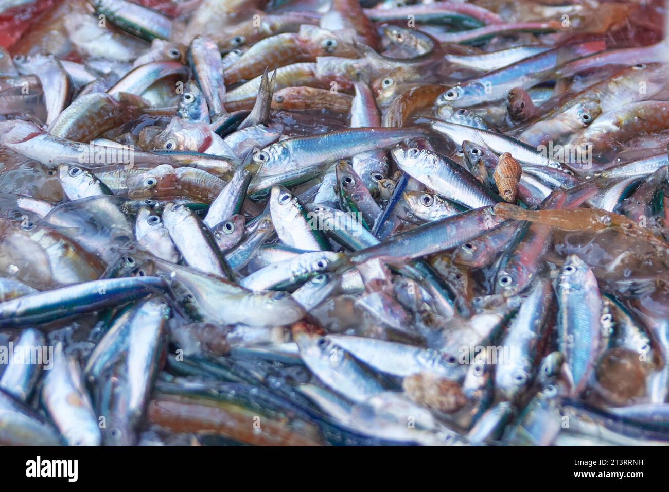 acciughe catturate dai pescatori al mattino in mare Foto Stock