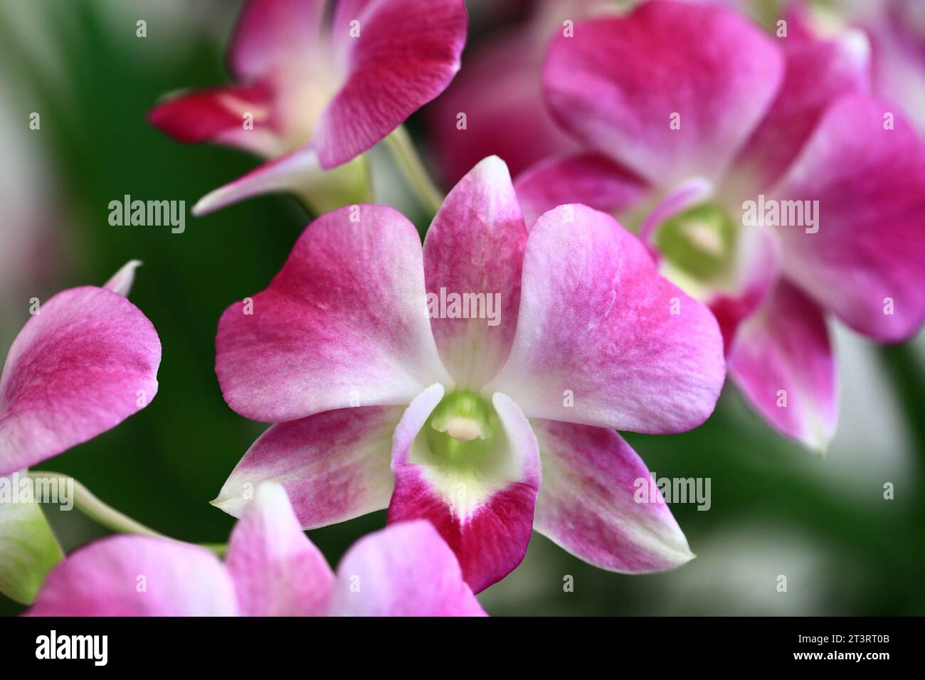 Coloratissimi fiori di Dendrobium o Orchidea che fioriscono nel giardino Foto Stock