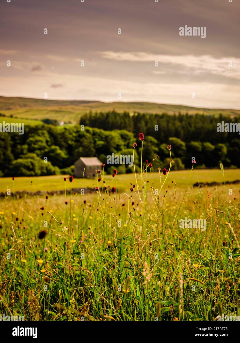 Bowlees, Middleton-in-Teesdale - le teste di fiori cremisi di Great burnet trovate su prati alluvionali nell'Inghilterra centrale e settentrionale e nel Galles meridionale Foto Stock