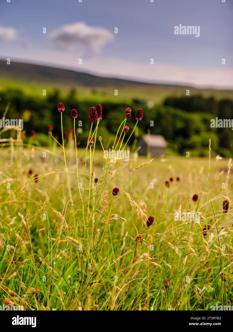 Bowlees, Middleton-in-Teesdale - le teste di fiori cremisi di Great burnet trovate su prati alluvionali nell'Inghilterra centrale e settentrionale e nel Galles meridionale Foto Stock