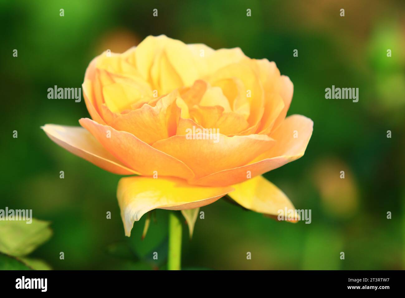 Rosa gialla fiorita con sfondo morbido Foto Stock