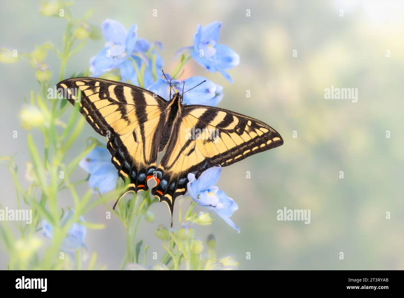 Macro di una tigre occidentale coda di rondine (Papilio rutulus) che poggia su un delfinio. Vista dall'alto con le ali aperte. Foto Stock