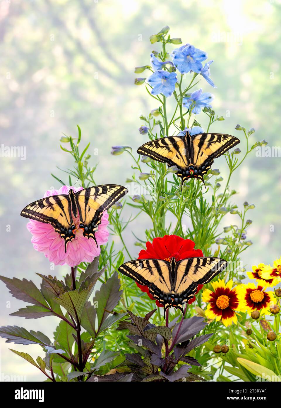 Macro di 3 code di tigre occidentali (Papilio rutulus) che si nutrono insieme di un delfinio. Vista dall'alto con le ali aperte. Foto Stock