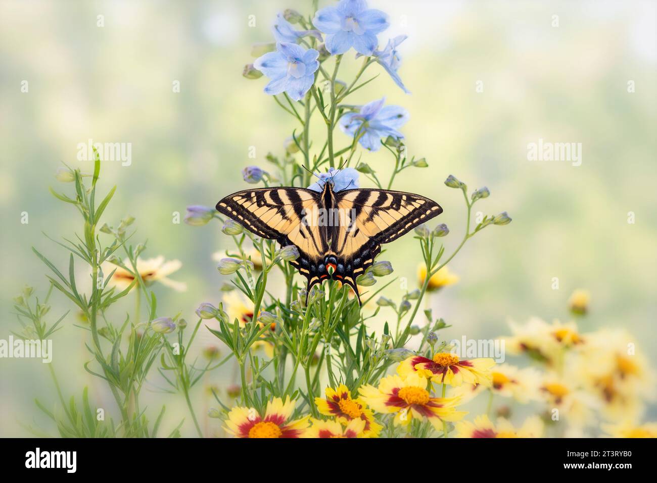 Macro di una tigre occidentale coda di rondine (Papilio rutulus) che poggia su un delfinio. Vista dall'alto con le ali aperte. Foto Stock