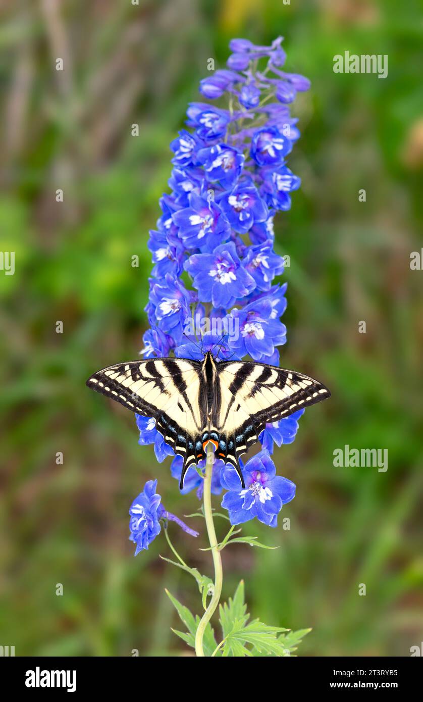 Macro di una tigre occidentale coda di rondine (Papilio rutulus) che poggia su un delphinium larkspur, con le ali spalancate. Foto Stock
