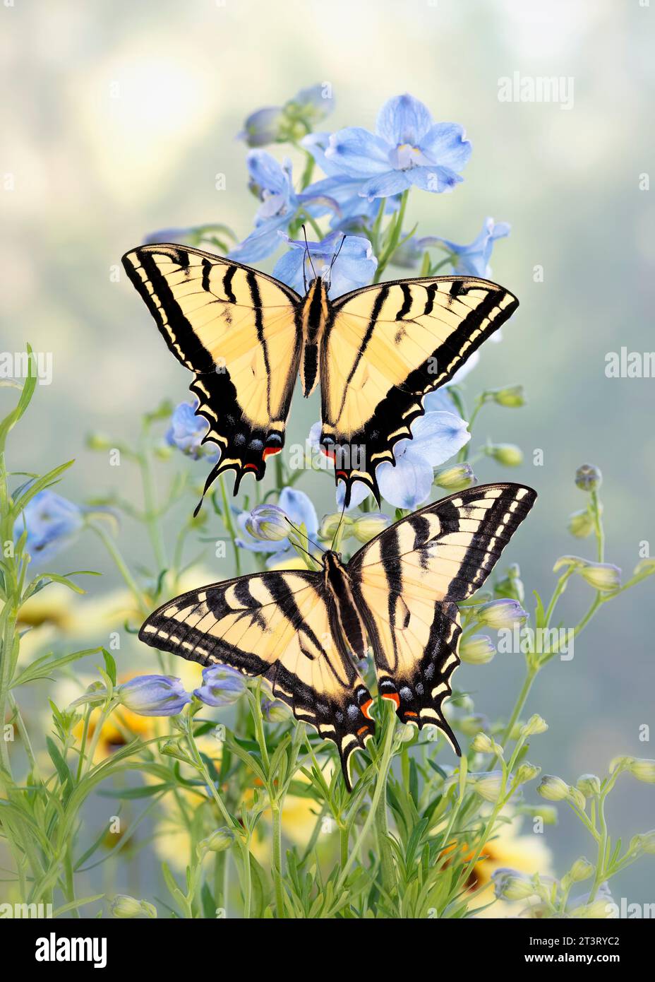 Macro di una tigre occidentale coda di rondine (Papilio rutulus) e una coda di rondine a due code insieme, che si nutre di fiori di delfinio, con le ali spalancate. Foto Stock