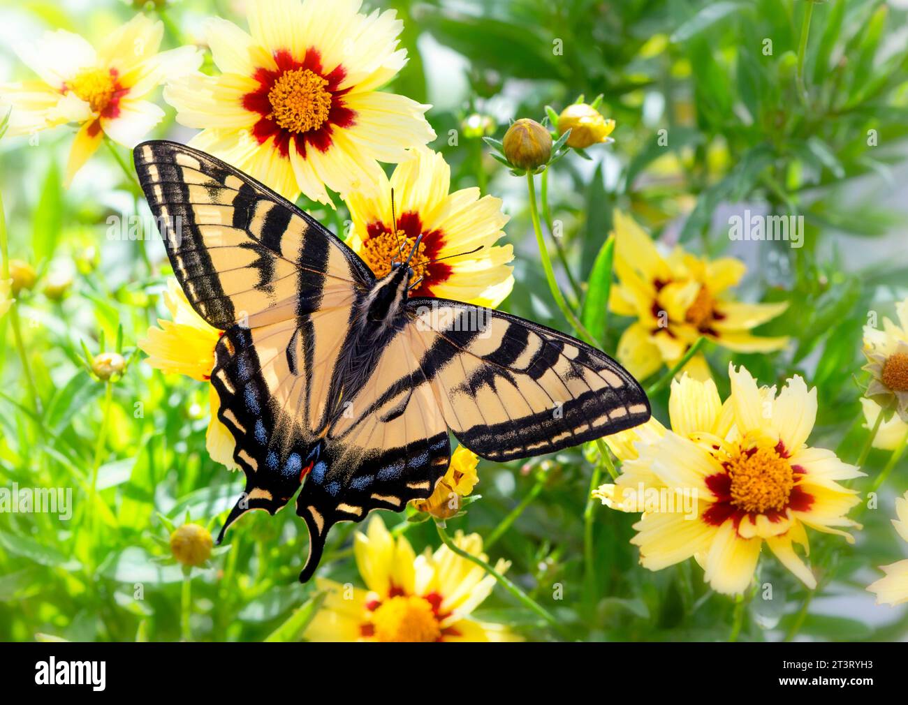 Macro di una tigre occidentale coda di rondine (Papilio rutulus) che si nutre di fiori di coreopsi in un giardino. Vista dall'alto con le ali aperte. Foto Stock