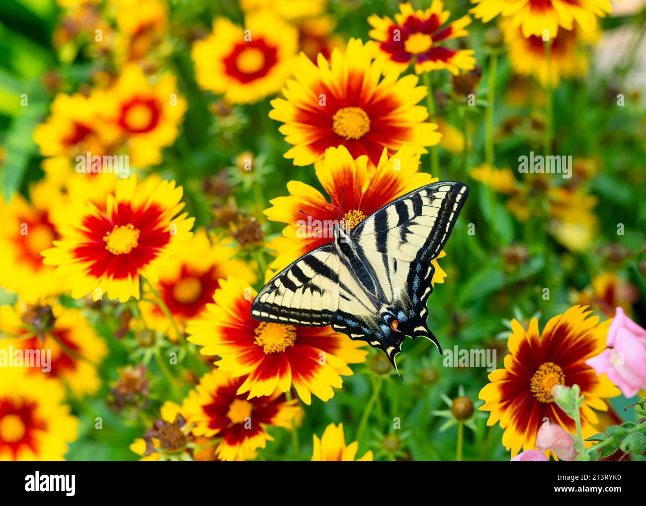 Macro di una tigre occidentale coda di rondine (Papilio rutulus) in un giardino fiorito con ali spalmate aperte, che si nutre di fiori rossi e gialli di coreopsi Foto Stock