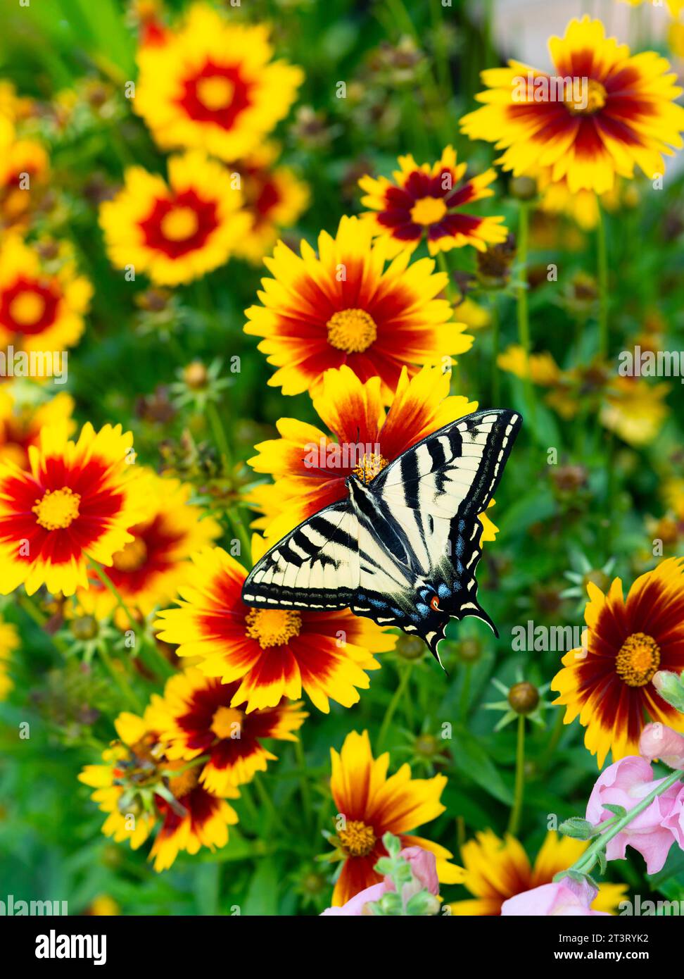 Macro di una tigre occidentale coda di rondine (Papilio rutulus) in un giardino fiorito con ali spalmate aperte, che si nutre di fiori rossi e gialli di coreopsi Foto Stock