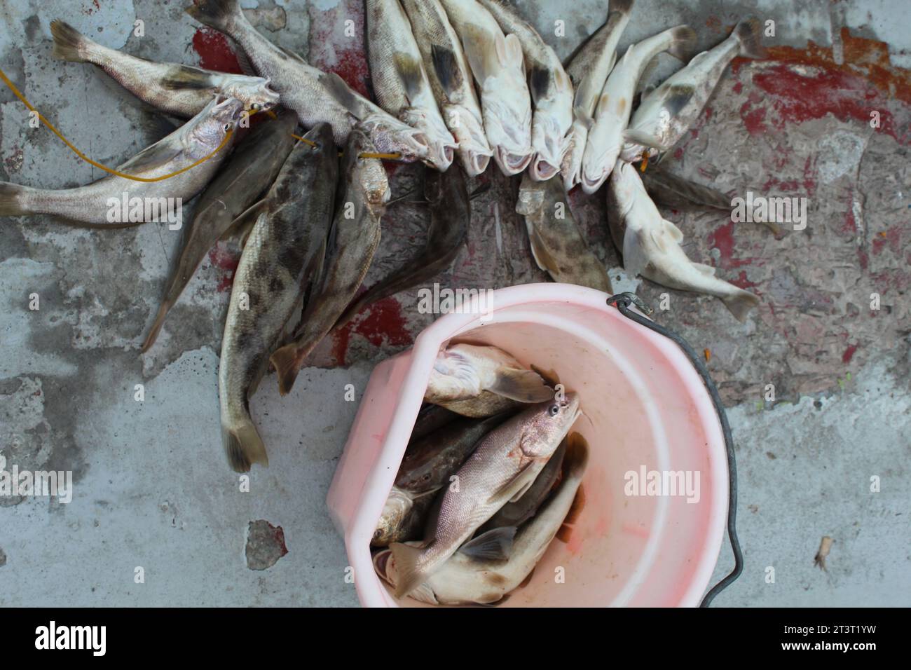Pesce di merlano catturato e su un filo, pesca, pesca, pesca, pesce catturato Foto Stock