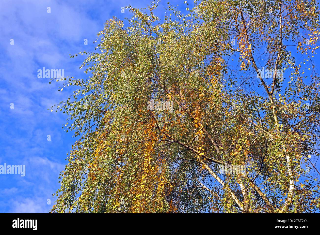 Birkenzweige im Herbst die filigranen Zweige einer Sandbirke im Herbst bei principiante goldener Färbung vor dem Laubfall **** la betulla rami in autunno i rami filigrani di una betulla di sabbia in autunno all'inizio del colore dorato prima che le foglie cadano credito: Imago/Alamy Live News Foto Stock