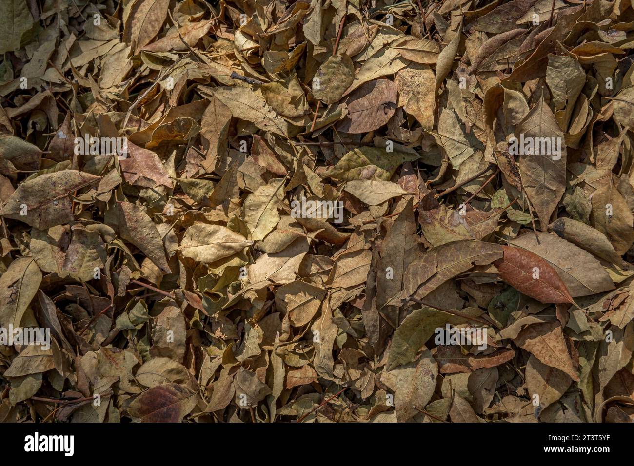 Le foglie autunnali secche si sono accumulate lungo la strada Foto Stock