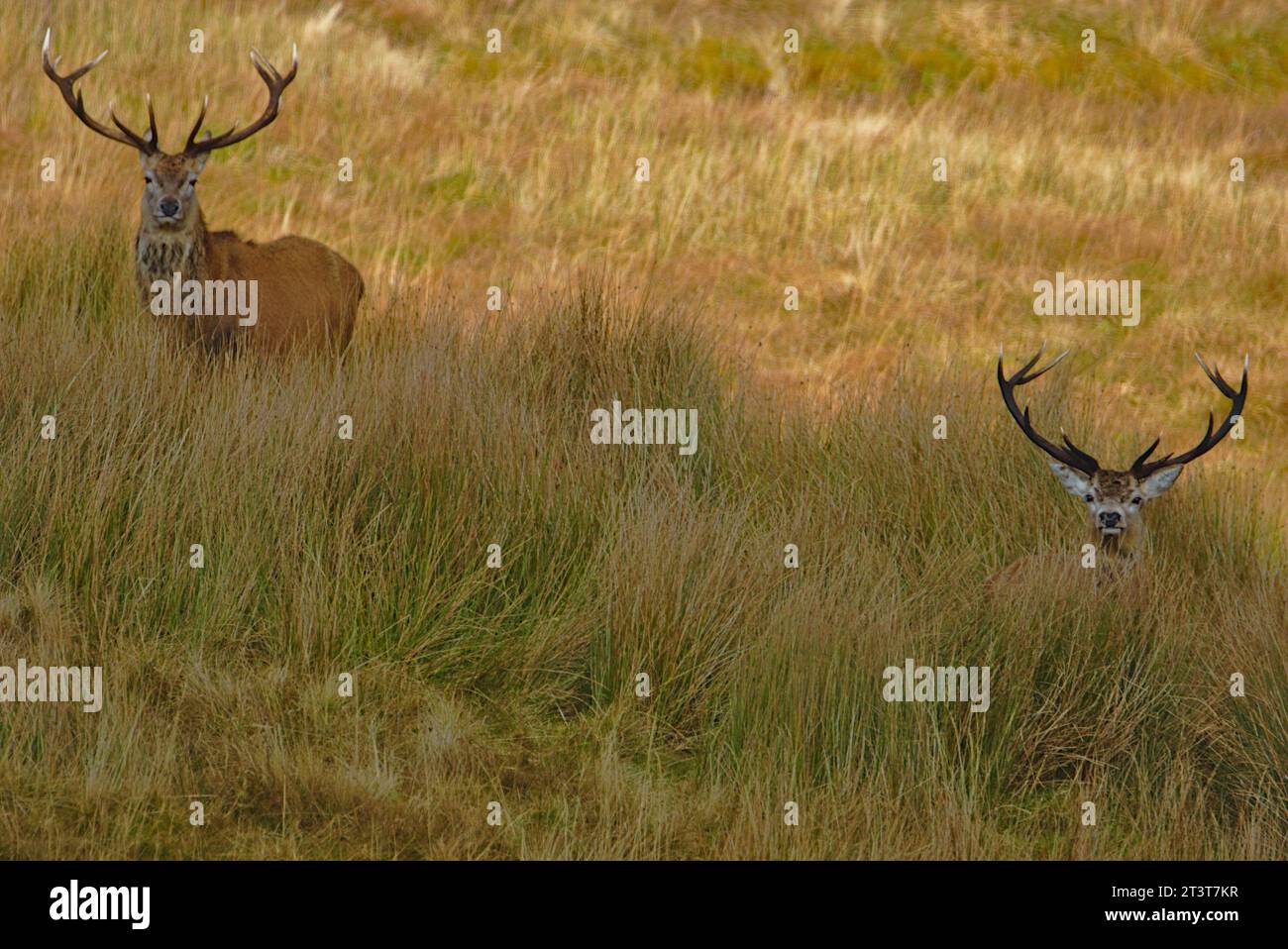 Cervo rosso (Cervus elaphus) a Ledmore, Sutherland, North West Scotland, Regno Unito Foto Stock