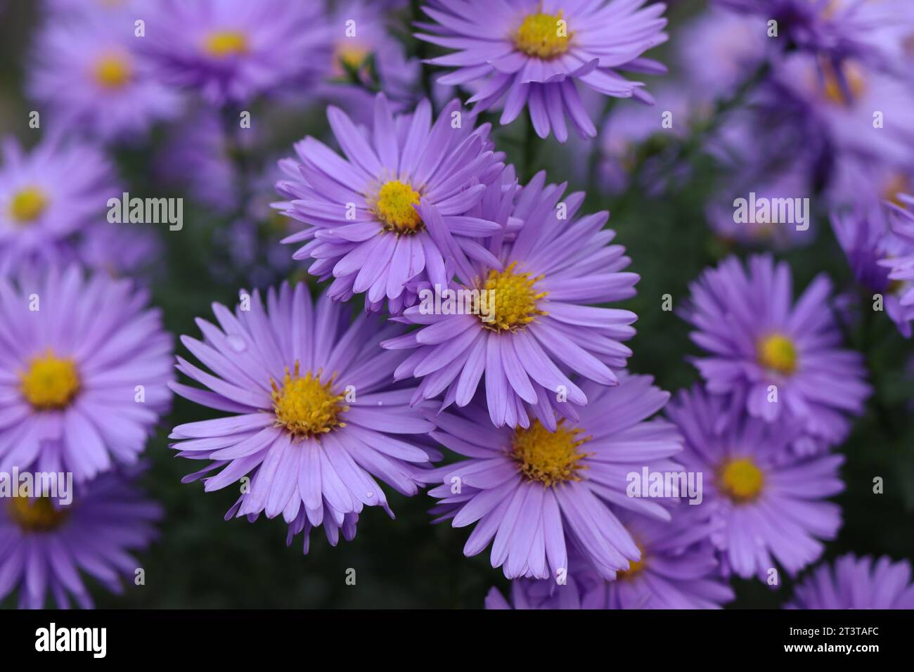 una deliziosa gamma di fiori di astice si fonde per formare una splendida esposizione floreale. Foto Stock