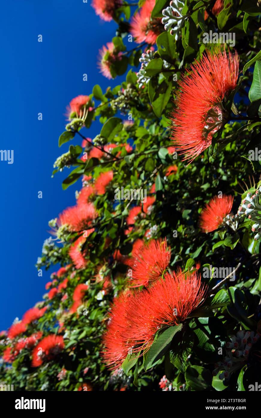 Vista ravvicinata del fiore di pohutukawa in fiore contro il cielo blu Foto Stock