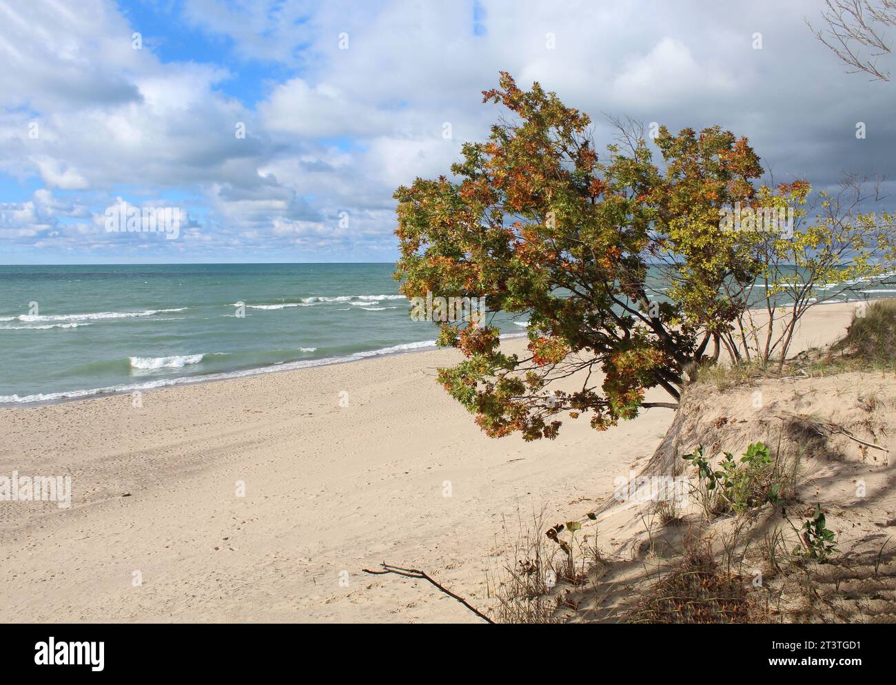 Albero di quercia con fogliame autunnale al Warren Dunes State Park nel Michigan, sulle rive del lago Michigan Foto Stock