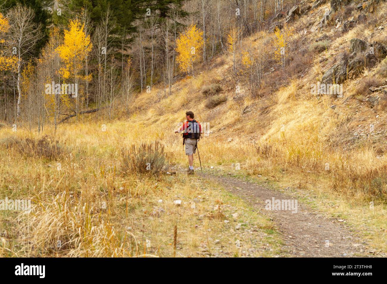 Un uomo caucasico con un'escursione di un giorno su un sentiero sterrato nell'area di Hemingway Boulder Wilderness nella Sawtooth National Forest, Idaho, USA. Foto Stock