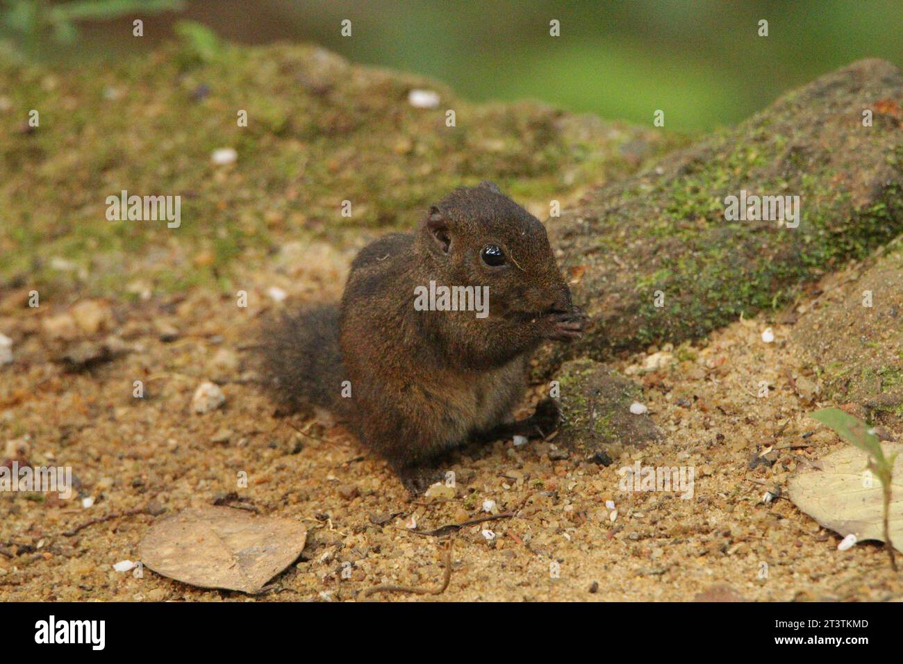 Scoiattolo selvatico in Sri Lanka Foto Stock