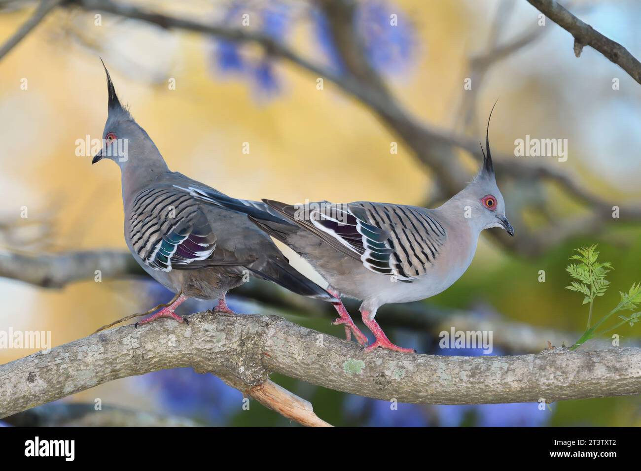 Due piccioni australiani adulti - Ocyphaps lophotes - uccelli su un ramo d'albero, uno di fronte all'altro, dopo aver appena finito una lite Foto Stock