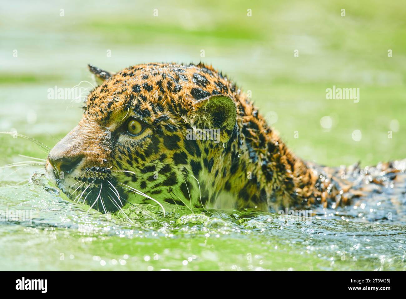 Ritratto di Jaguar (Panthera onca) che nuota nell'acqua, prigioniera, distribuzione Sud america Foto Stock