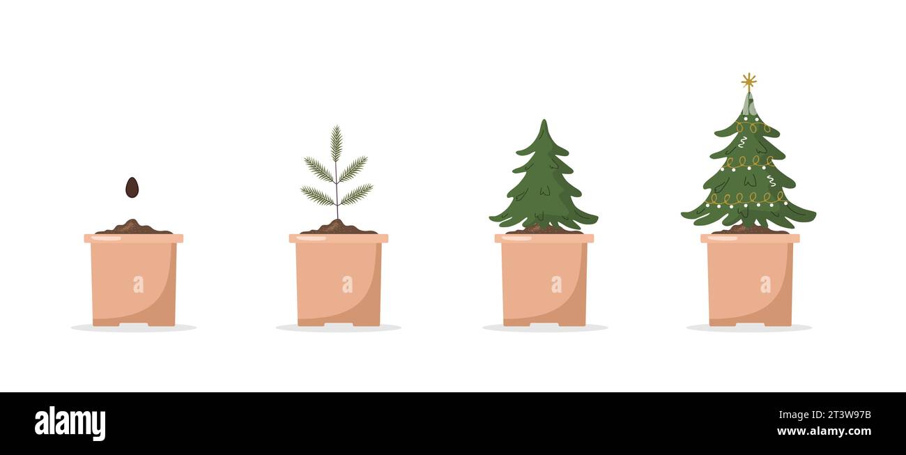 Coltivare l'albero di Natale in vaso. Abete rosso verde festoso coltivato dai semi in contenitore. Fasi di crescita degli abeti Arredamento ecologico su bianco Illustrazione Vettoriale