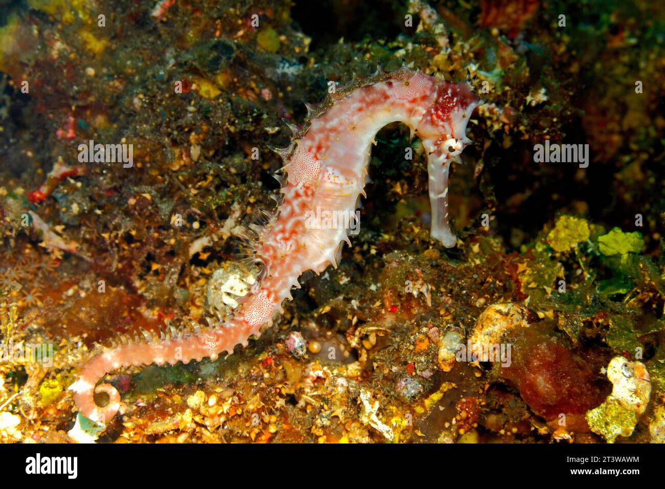 Cavalluccio marino spinoso, noto anche come cavalluccio marino spinoso, Hippocampus histrix, che nuota sulla barriera corallina sott'acqua, in cerca di cibo. Tulamben, Bali, Indonesia. Foto Stock