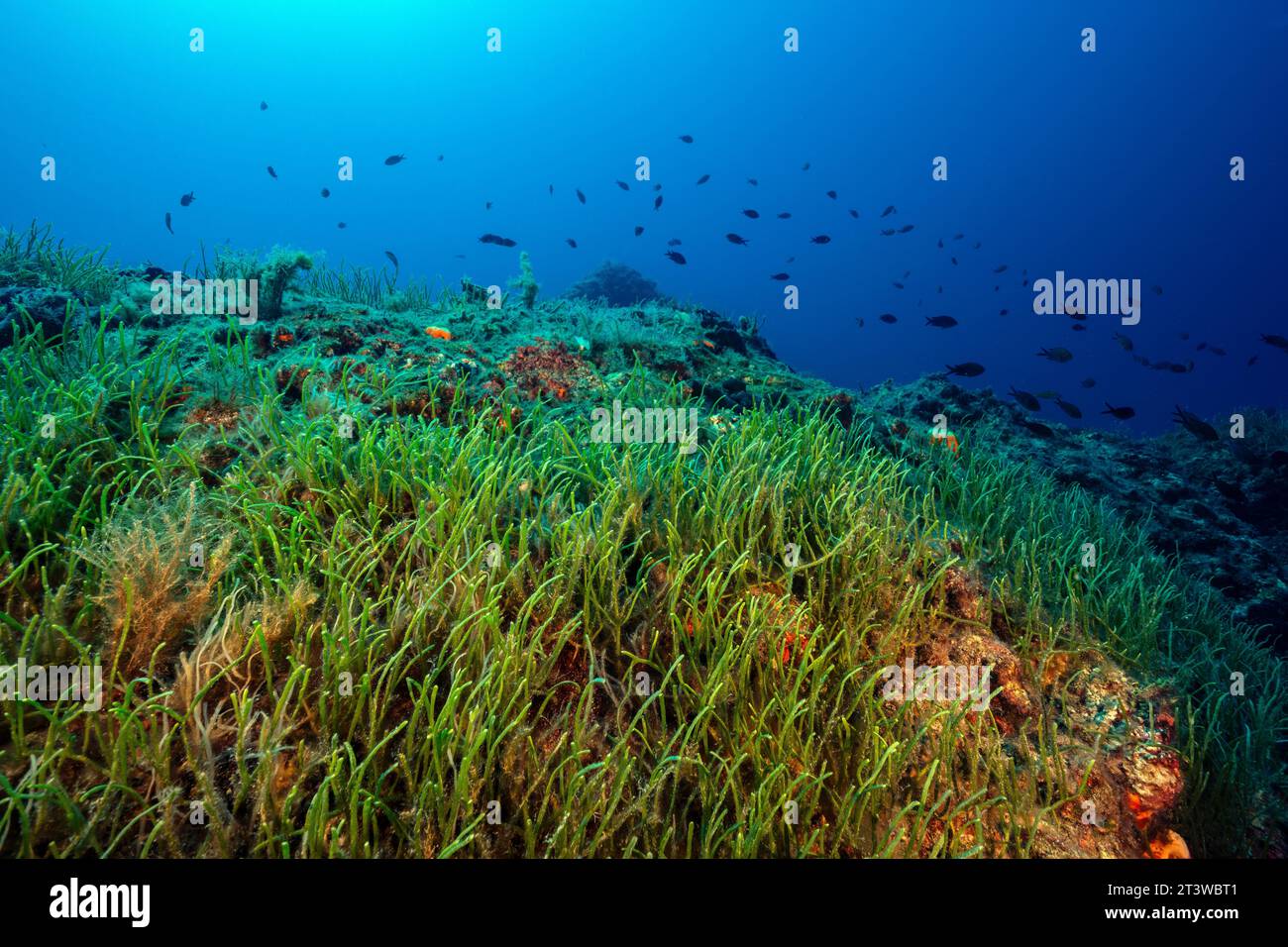 Alghe verdi invasive, Caulerpa resemosa lamourouxii F. requienii, che coprono l'habitat coralligeno nella baia di Fethiye in Turchia. Foto Stock