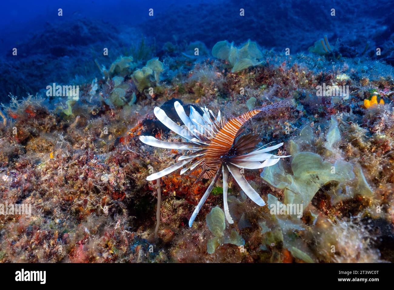 Pesce leone invasivo, Pterois Miles, Fethiye-Gocek MPA Turchia Foto Stock