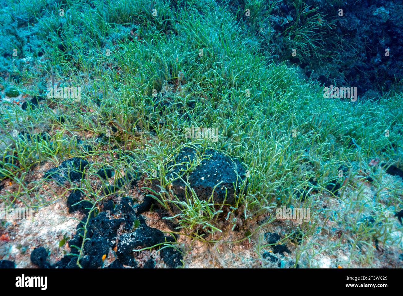 Alga verde invasiva, Caulerpa resemosa lamourouxii F. requienii, che copre l'habitat coralligeno nella baia di Fethiye in Turchia. Foto Stock