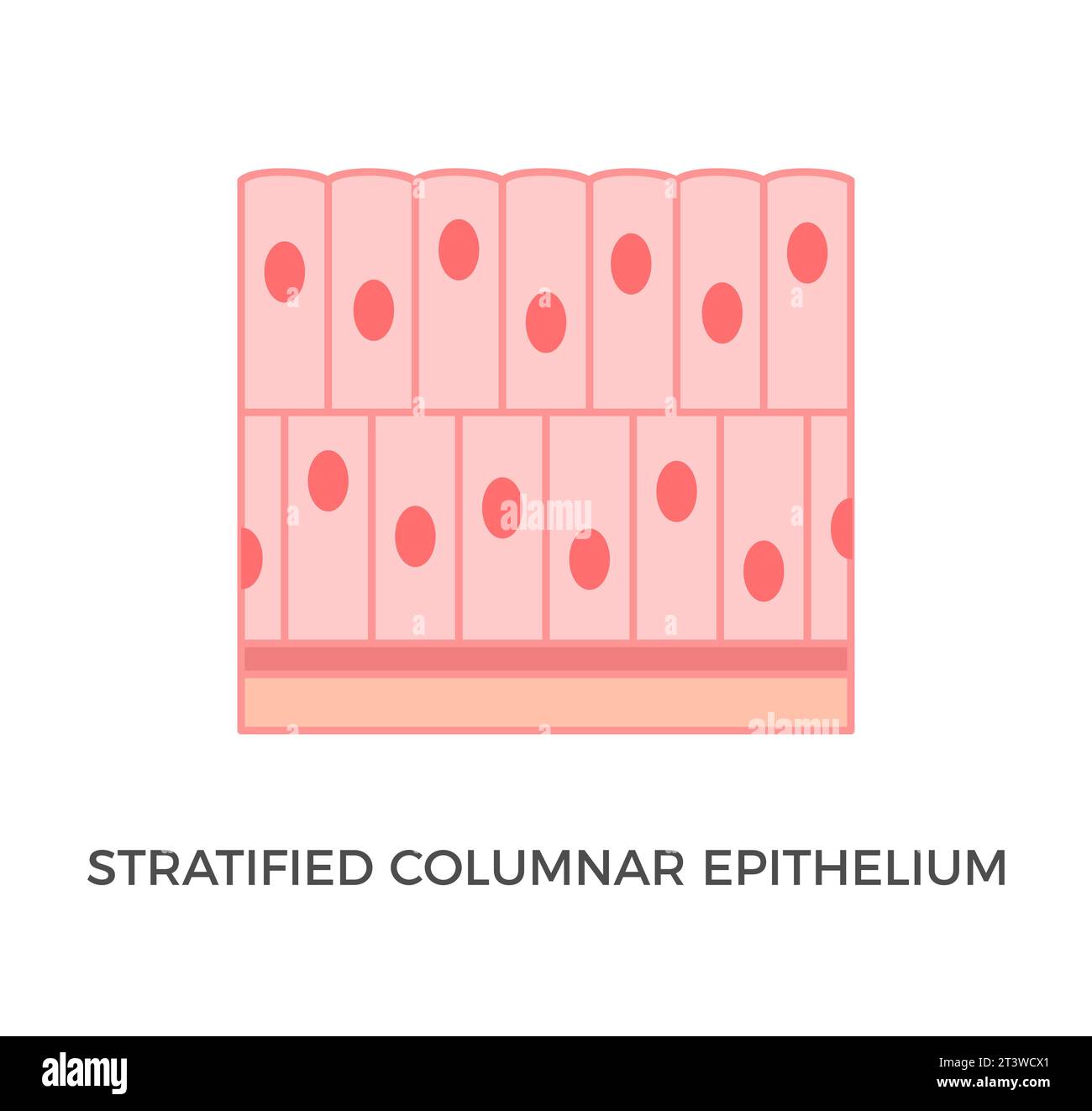 Strati Cellula Epitelio colonnare stratificato Immagini Vettoriali Stock - Alamy
