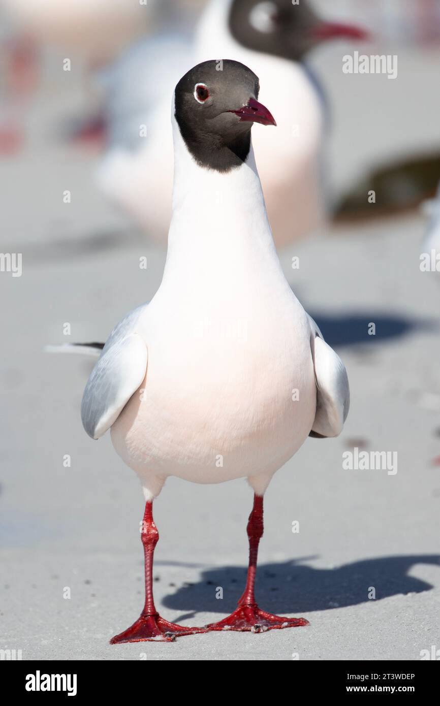 Brown Hooded Gull, Chroicocephalus maculipennis, nelle Isole Falkland. Foto Stock