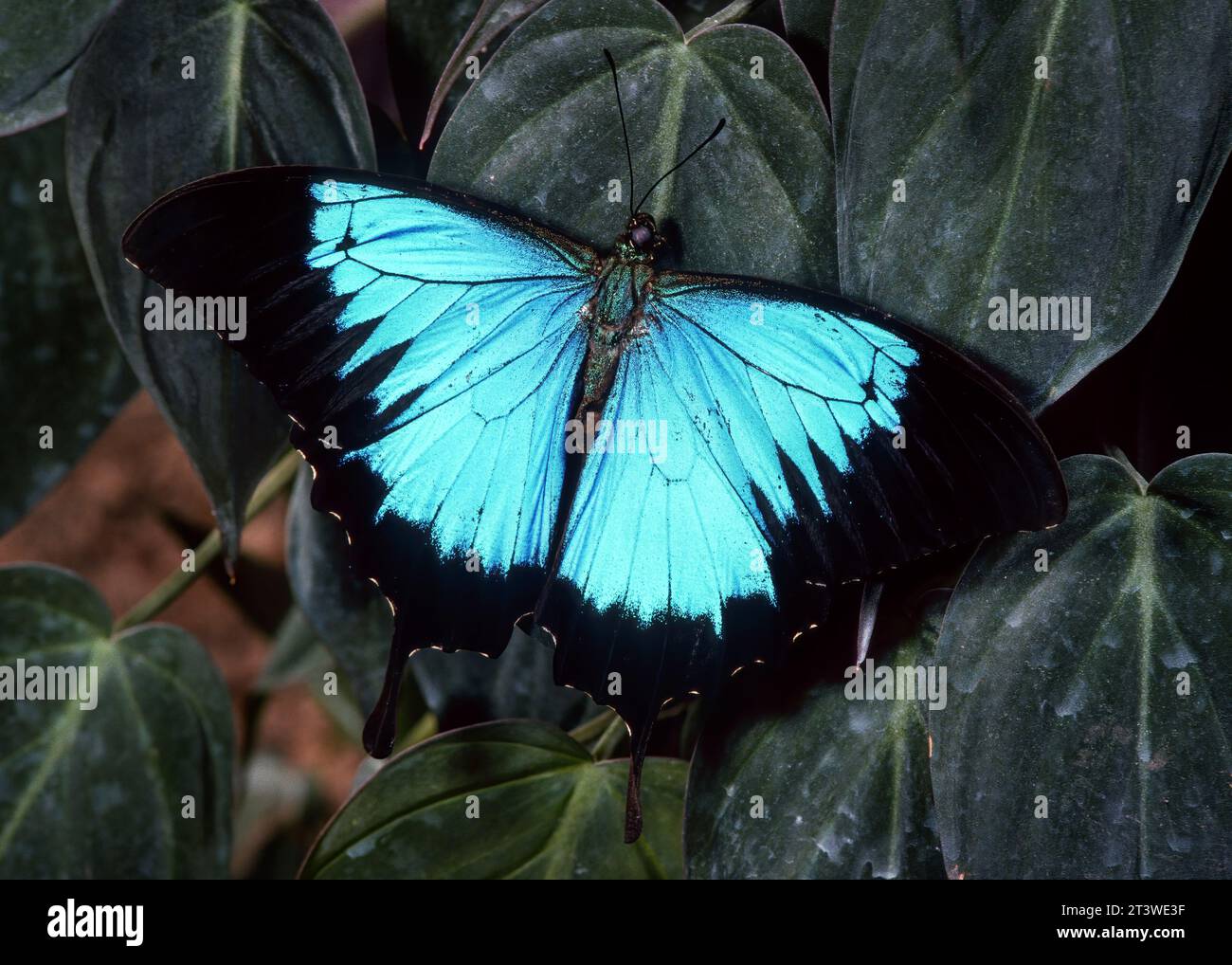 Blue Mountain Swallowtail Butterfly (Papilio ulysses autolycus), Papua, nuova Guinea, Indonesia Foto Stock