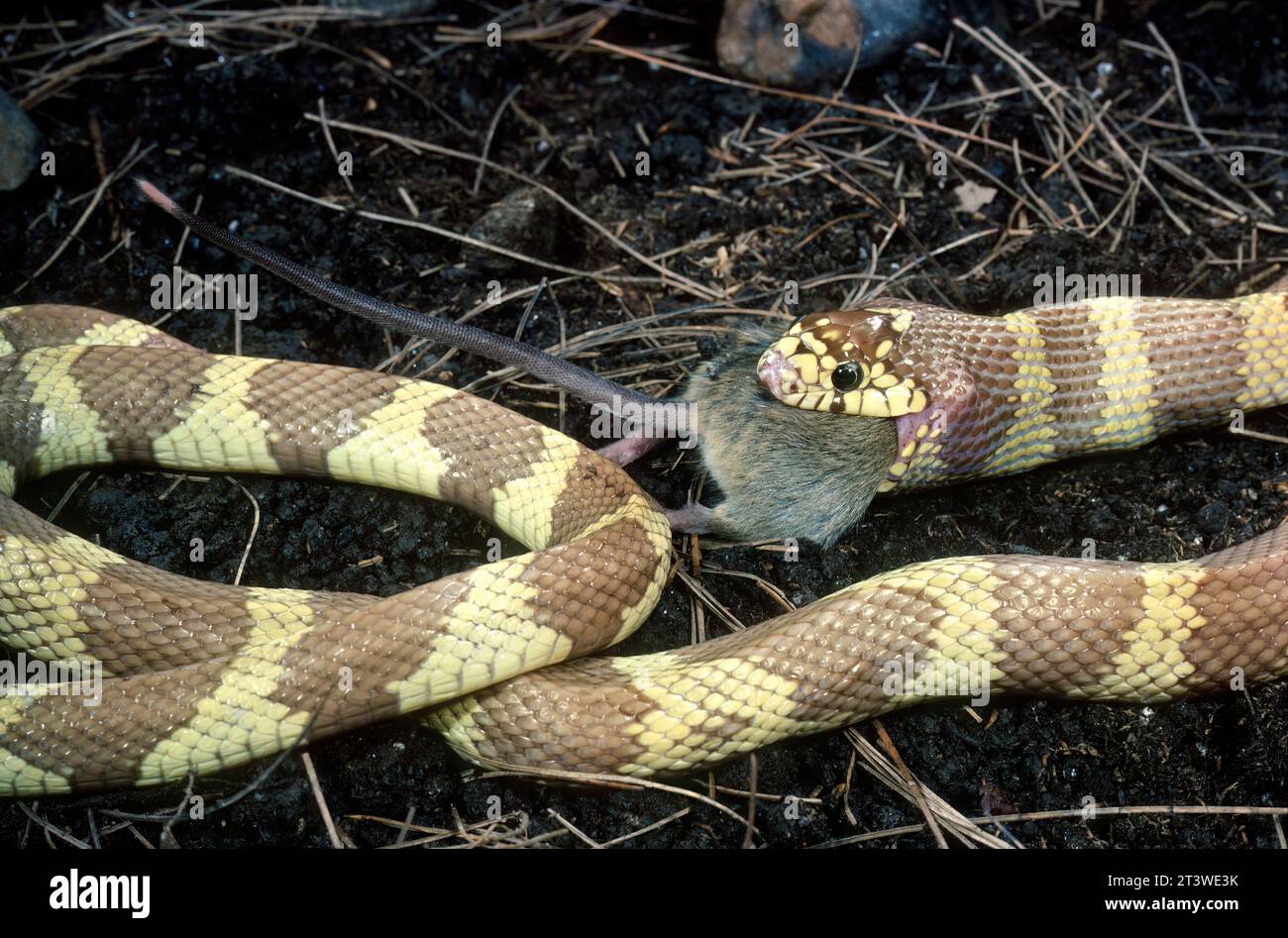 California Kingsnake che divora un mouse Foto Stock