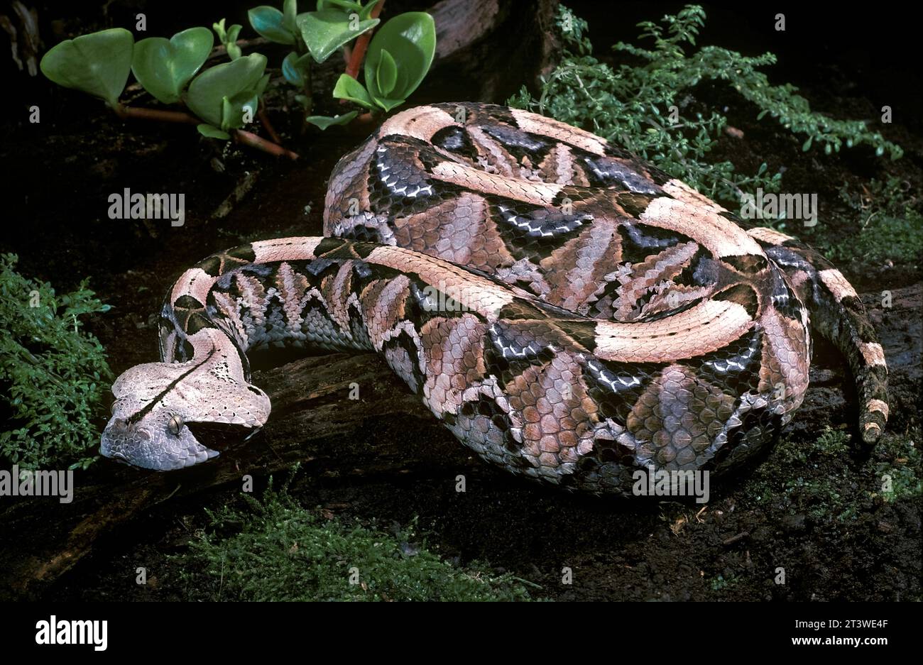 Gaboon Viper (Bitis gabonica) AKA: Gaboon Adder, Africa Equatoriale Foto Stock