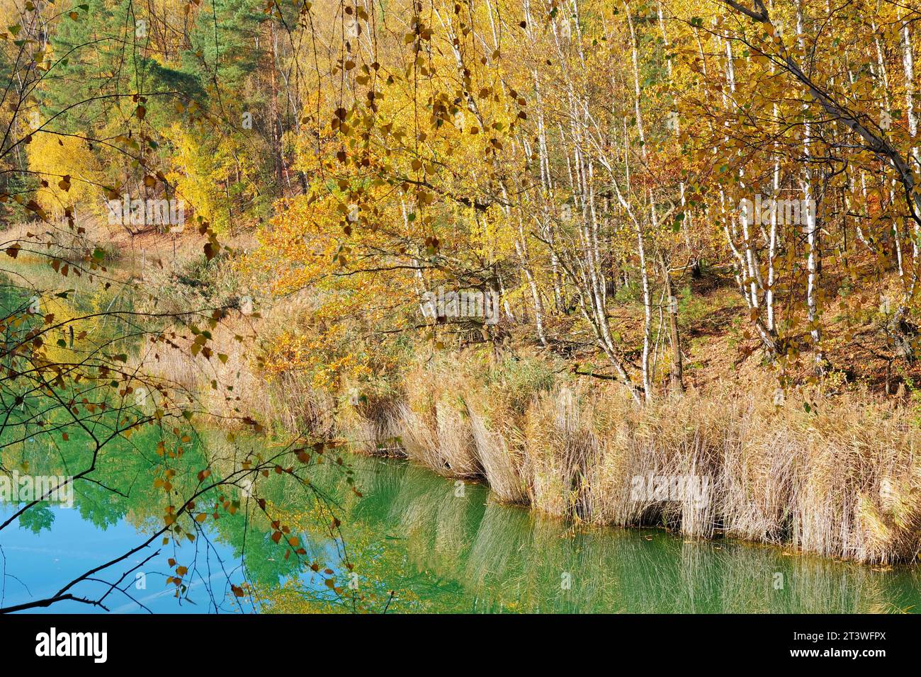 Autunno foresta sul lago, estate indiana Foto Stock