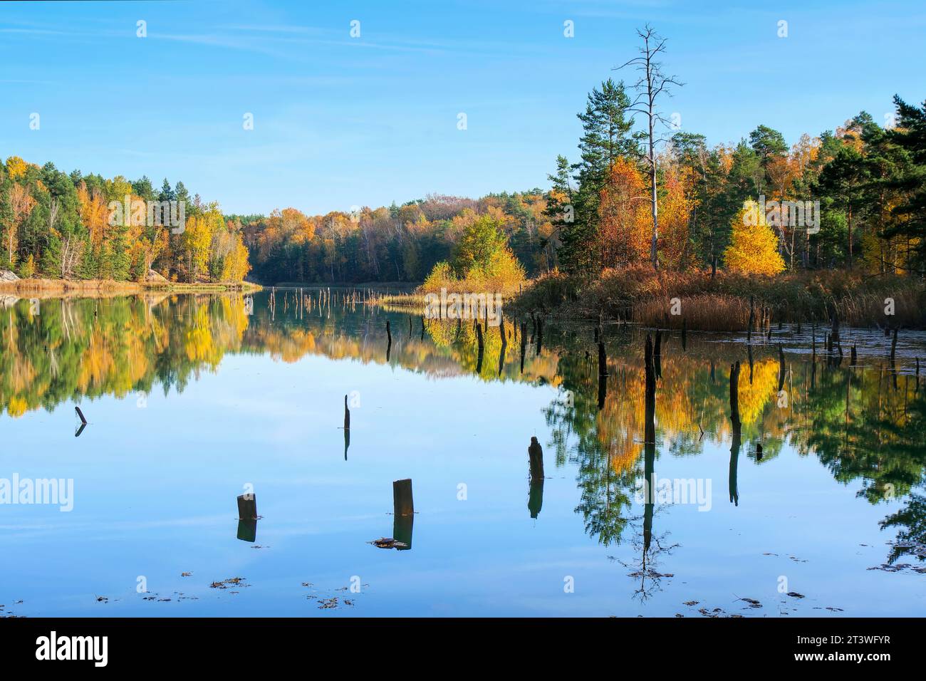 una foresta sommersa nella palude, alberi scossone guardare fuori dall'acqua Foto Stock