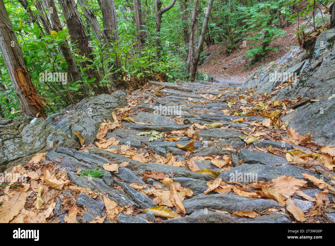 Sentiero escursionistico nella foresta di castagni, vecchia mulattiera nelle Alpi Foto Stock