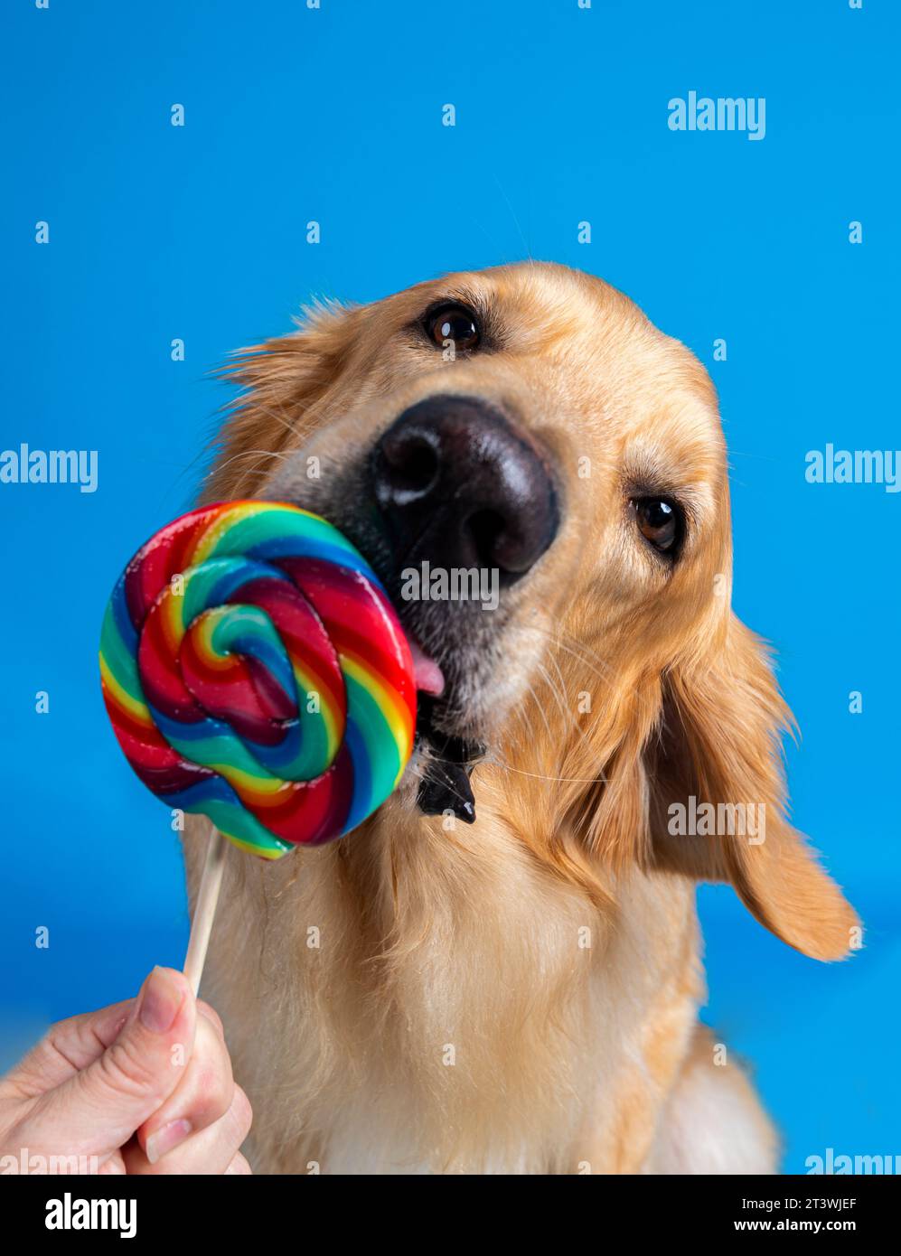 Hund leckt an Lolly - il cane si schizza sul gigantesco lolly Foto Stock