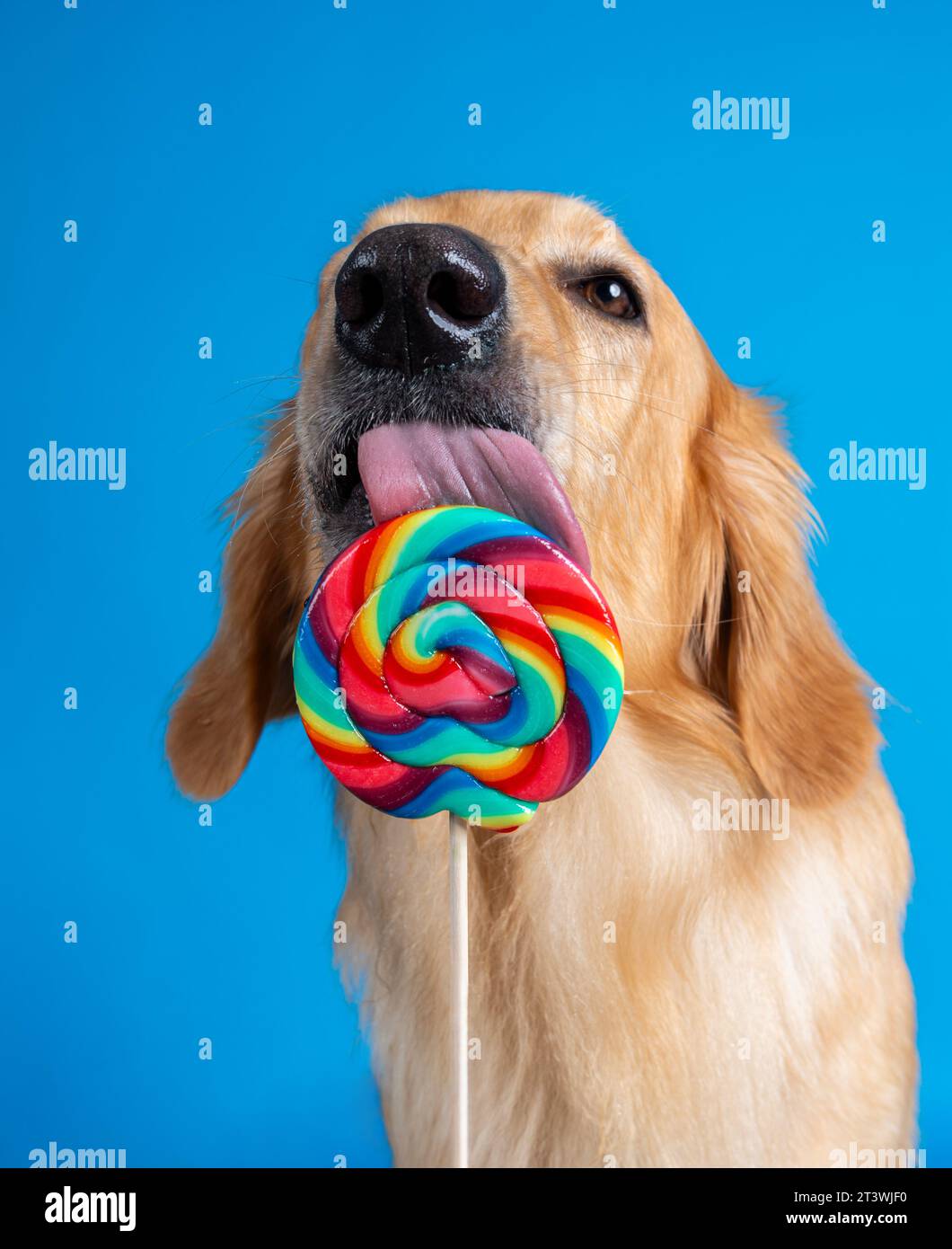 Hund leckt an großem Lolly - il cane si schizza sul gigantesco lolly Foto Stock