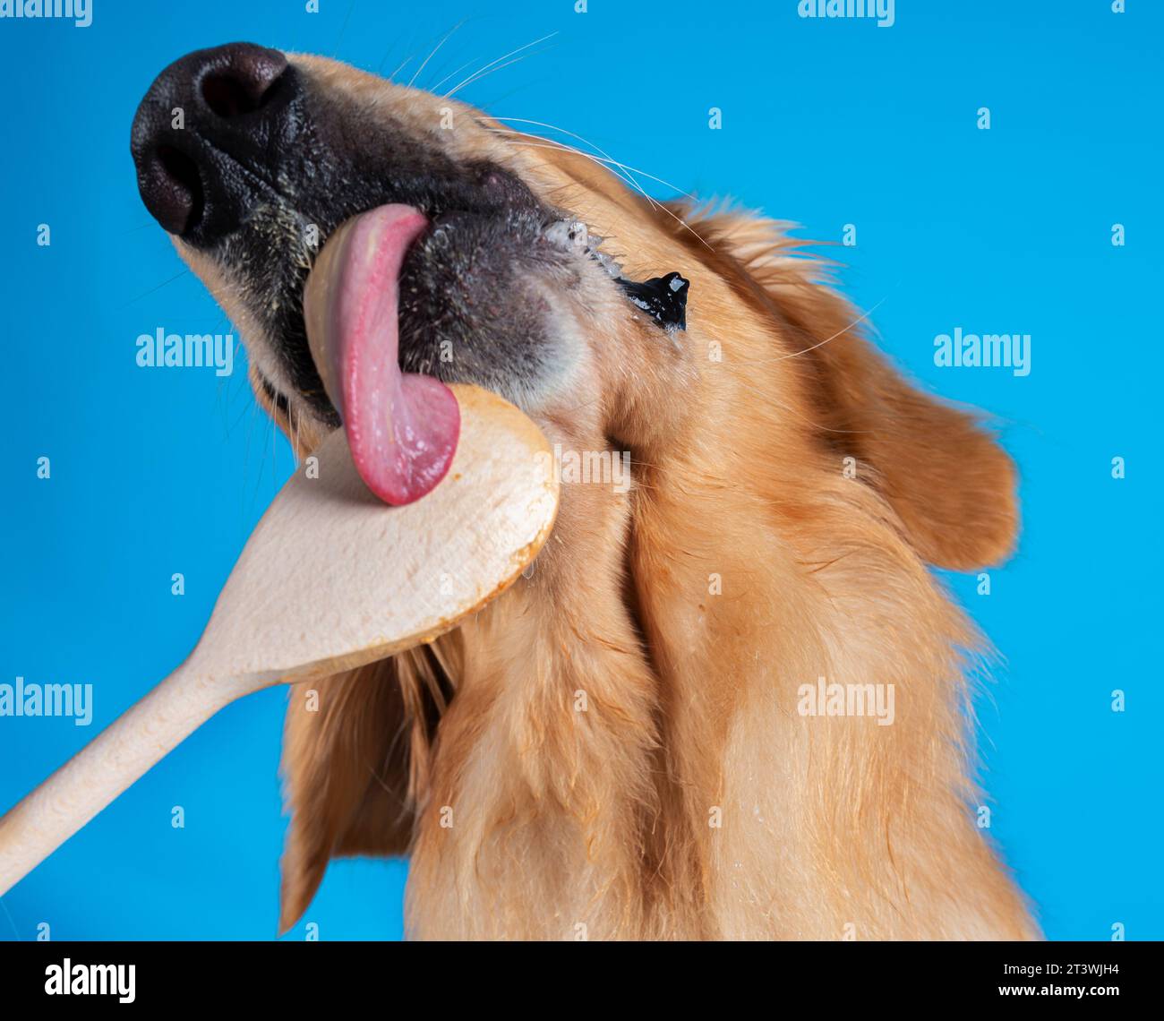 Hund leckt Kochlöffel ab Foto Stock