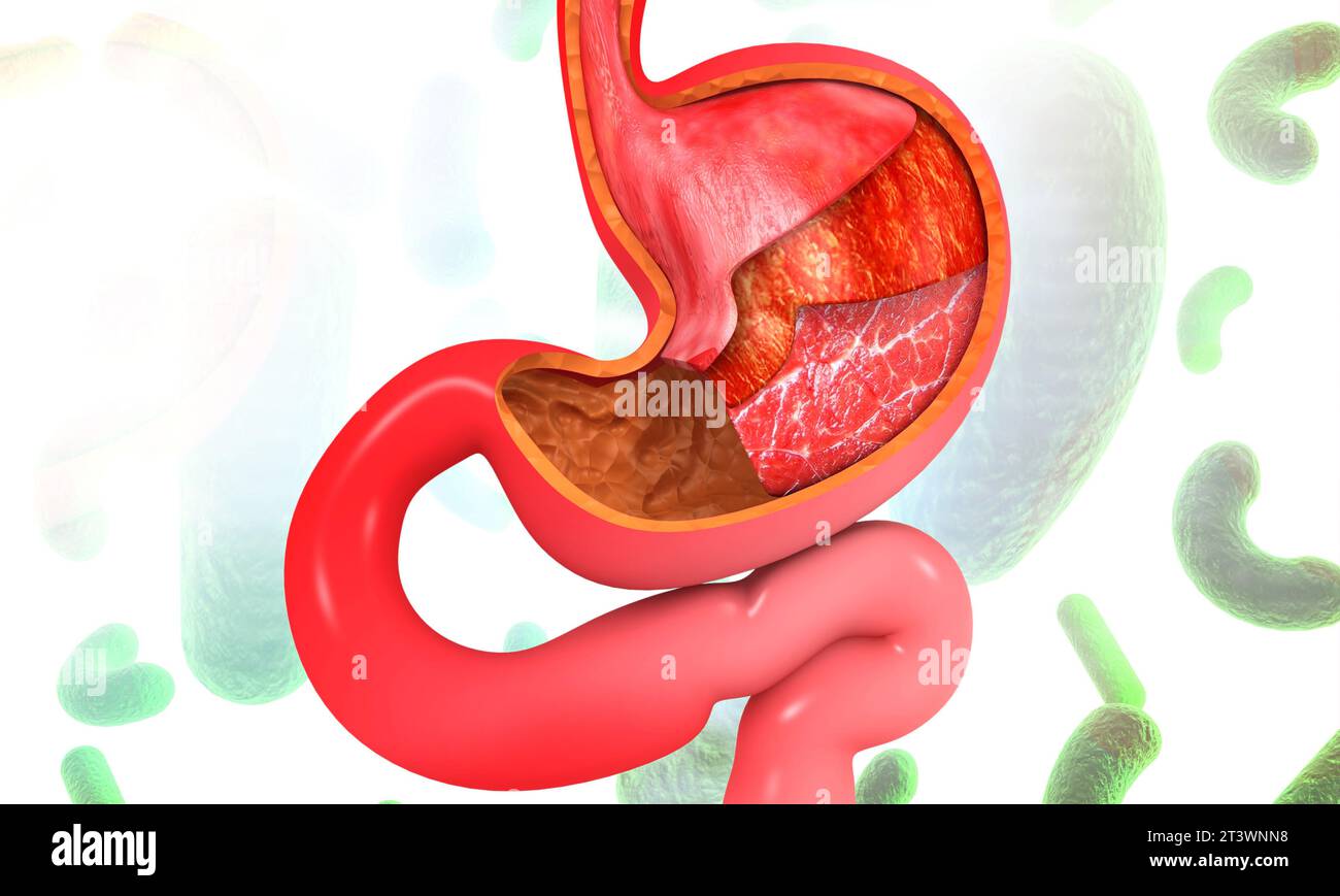 Anatomia dello stomaco umano su sfondo scientifico. illustrazione 3d. Foto Stock