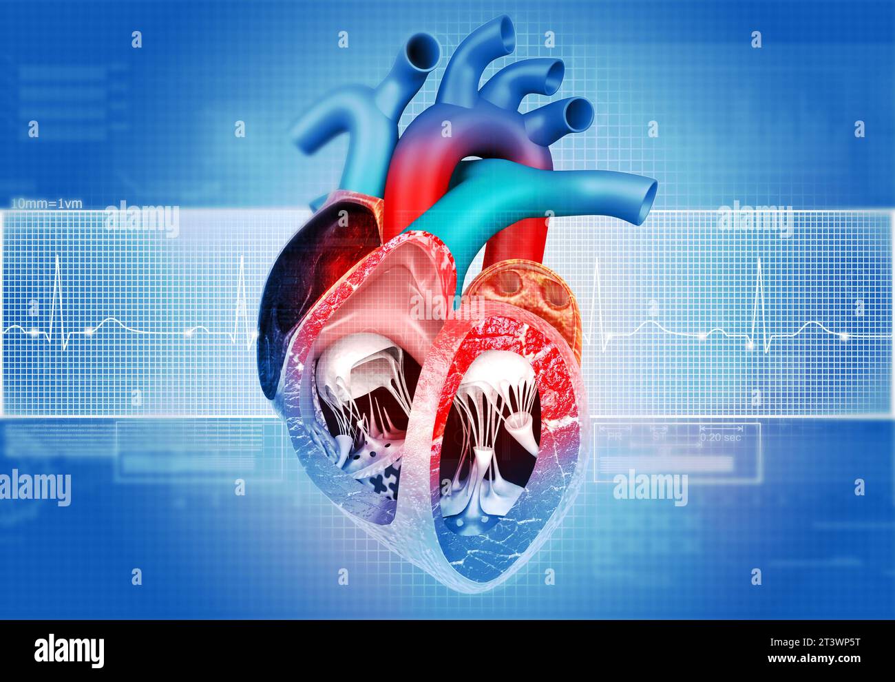 Anatomia cardiaca umana con sfondo grafico ecg. illustrazione 3d. Foto Stock
