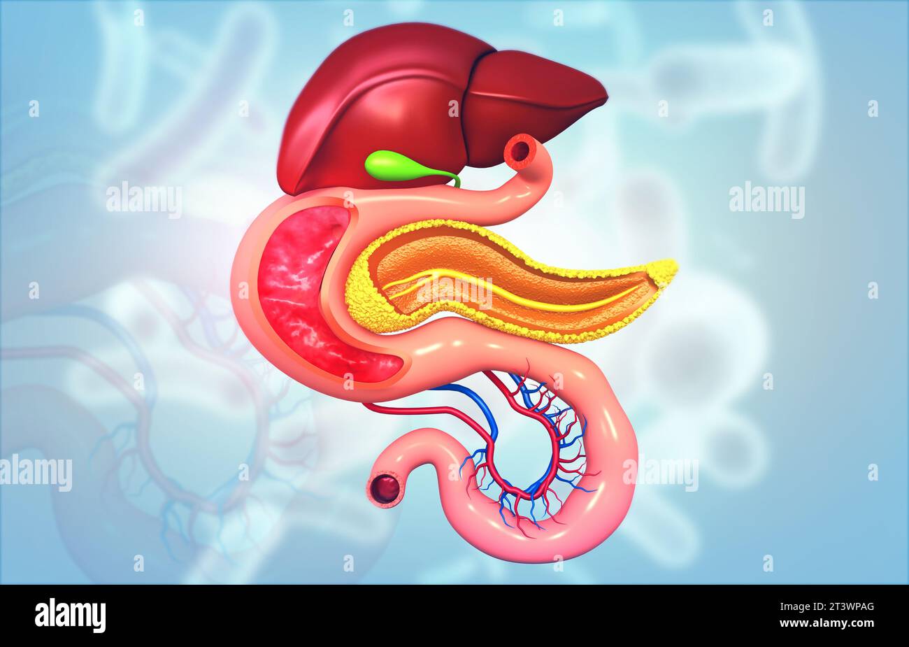 Anatomia dell'apparato digerente umano. illustrazione 3d. Foto Stock
